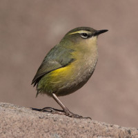 New Zealand Rock Wren